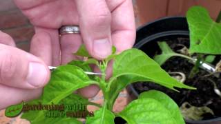 Topping & FIMing Chillies & Peppers