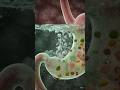 “What Happens After You Eat? 🤯 The Start of Digestion Explained!”