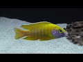 Aulonocara Baenschi Benga Sunshine Nkhomo Reef "Yellow Regal"  Rare African Cichlids Wild Peacocks 0