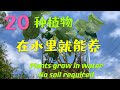 哪些植物 不用土 在水里就可以养？House plants can grow in Water  No Soil required 什麼植物在水里也長得很好 78