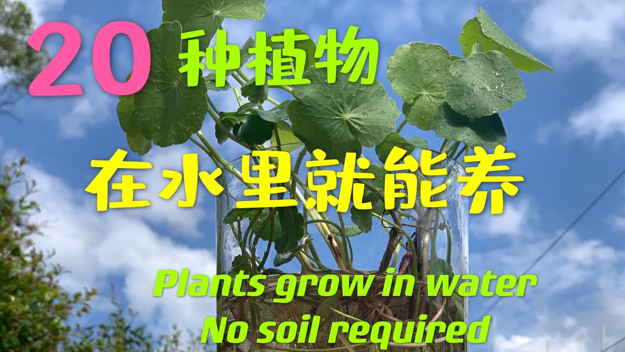 哪些植物不用土在水里就可以养 House Plants Can Grow In Water No Soil Required 什麼植物在水里也長得很好78 Youtube