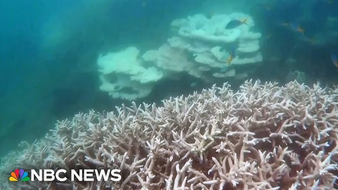 Australia S Great Barrier Reef Has Been Hit By A Major Coral Bleaching Event