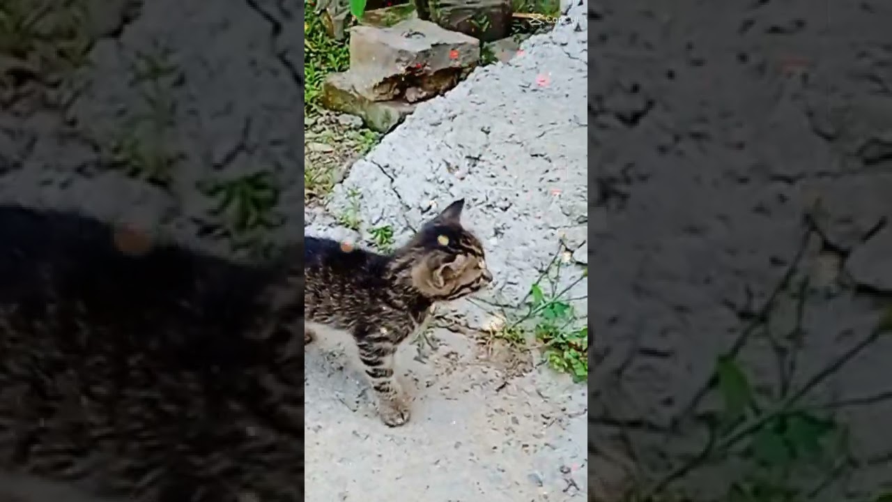 Нини гуляет своей мамой