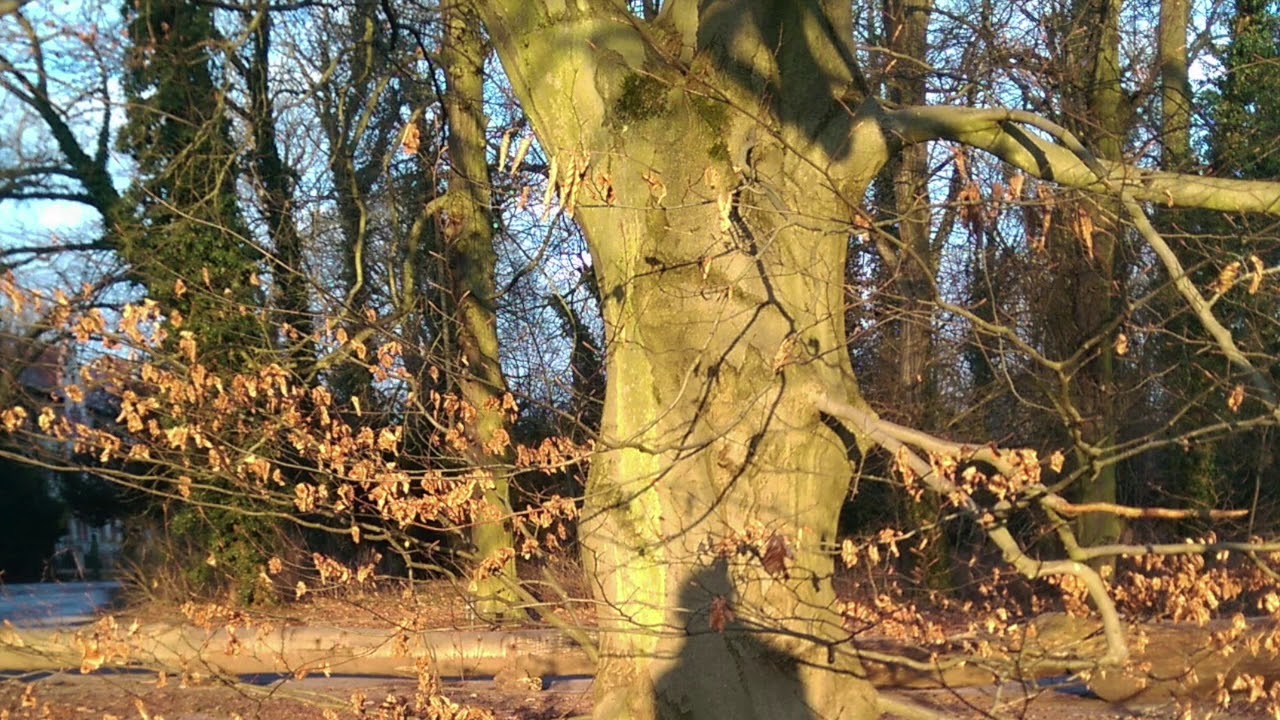 A.  Bova, Piece for alto recorder n  57, Anna Disabato