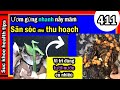 CÁCH ươm gừng NHANH có chồi tốt MÙA LẠNH_THU HOẠCH, #411growing faster ginger plants,  SKHT