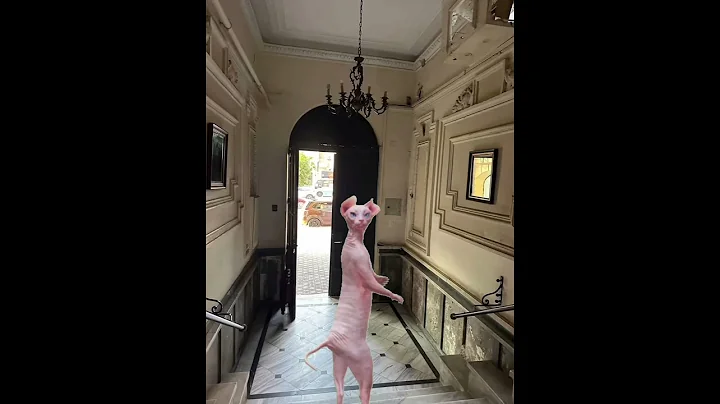 Video 7310681: sphynx funny catlover kitten, kitten sphynx catlover cute, sphynx cats catlovers, catlover cute sphynx explore, cutecat dancing funnycats, cutecat funnycats love