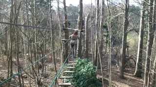 Leopard on a rope bridge 2 @ Go Ape