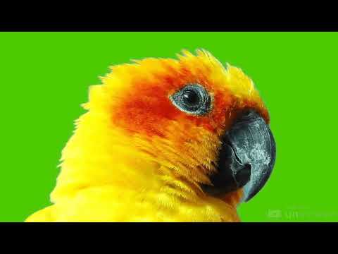 Желтый попугай. Бесплатные футажи. Новые.