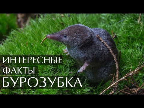Бурозубка - интересные факты