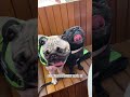 Vlog  sabado com os manos pugs 