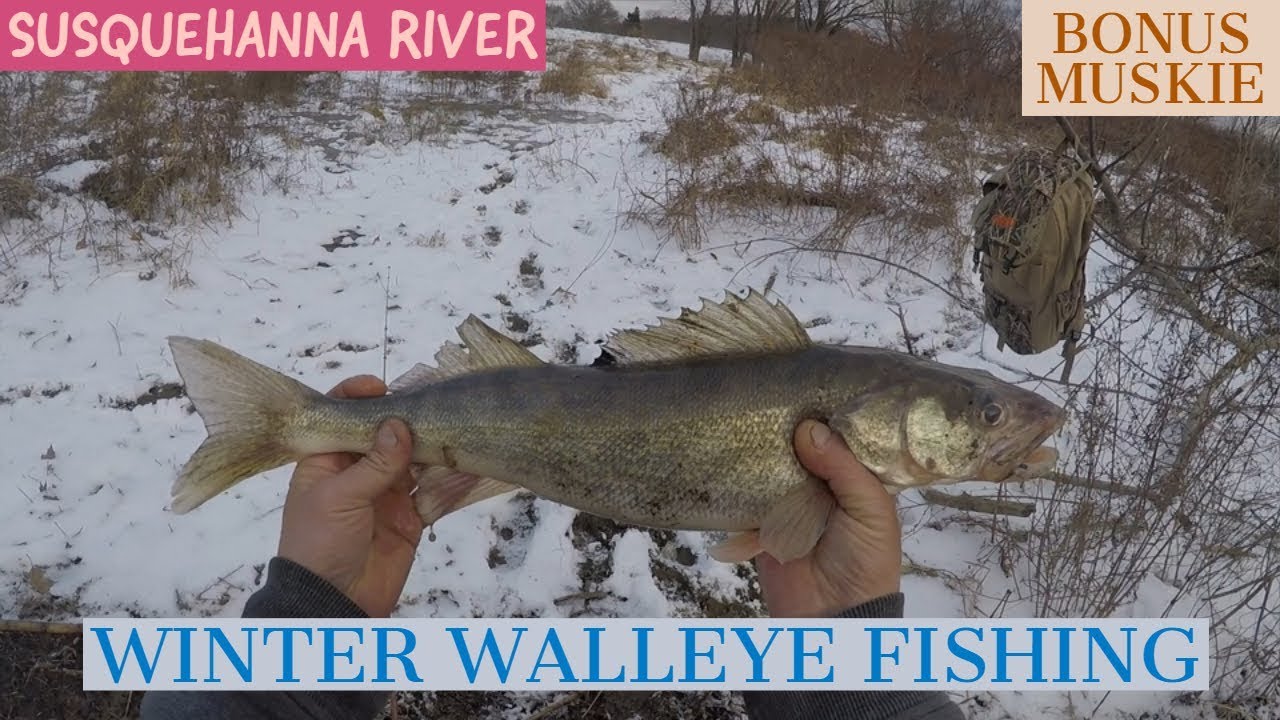 Winter Walleye Fishing With a Bonus Muskie on the Susquehanna River