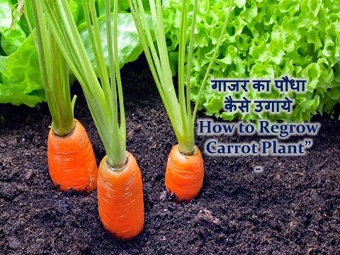 वीडियो: गाजर उगाने के नियम