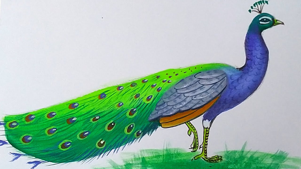 Peacock Color Drawing