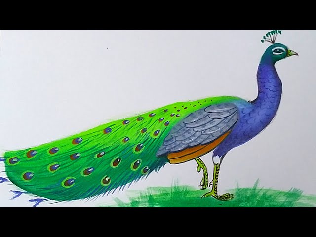 Blue and orange peacock illustration, Drawing Peafowl, Peacock, animals,  chicken png | PNGEgg