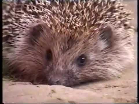 Video: Izdevīgi savvaļas dzīvnieki - informācija par noderīgiem dzīvniekiem dārzā