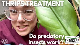 Thrips treatment  do predatory mites work? ft Entocare.nl | Plant with Roos