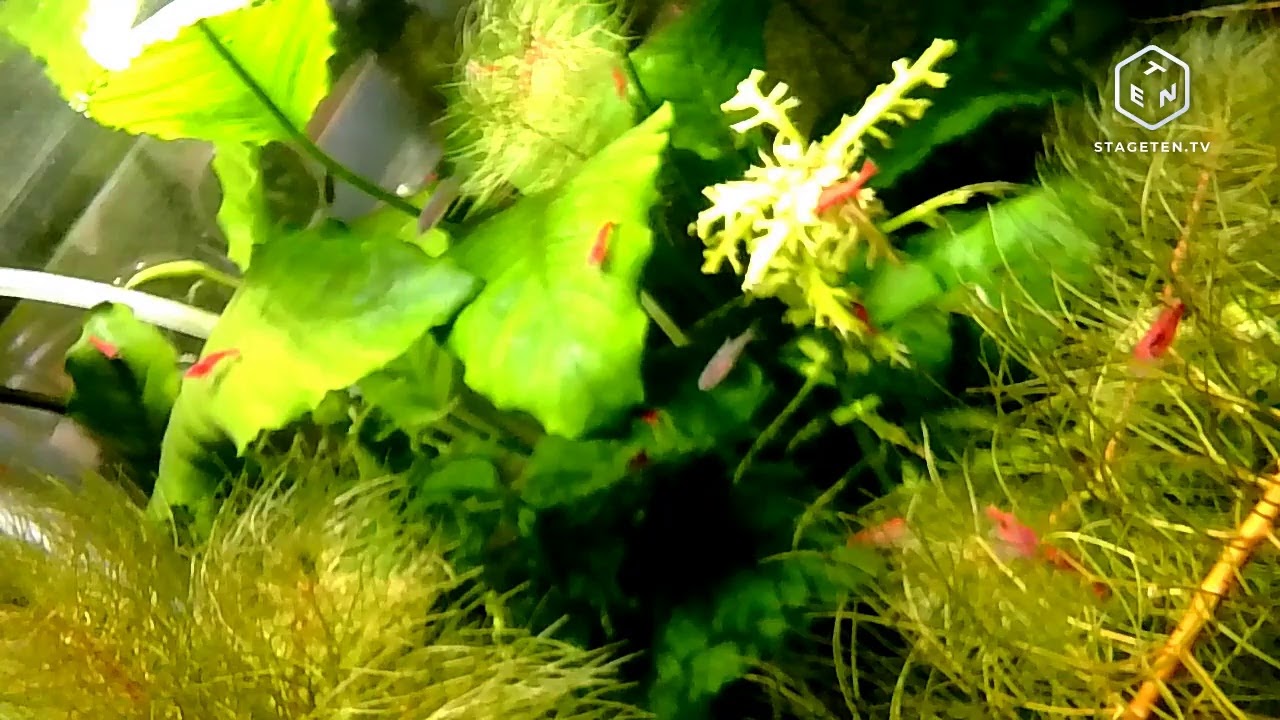 Live Aquarium stream YouTube