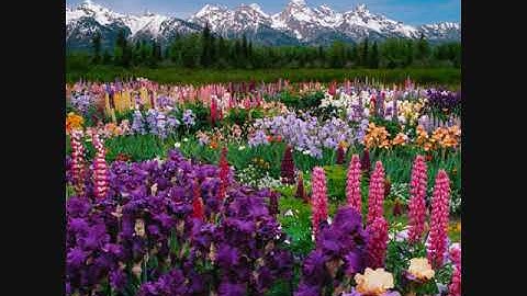 القارئ رعد الكردي حالات واتساب قرآن سورة الجمعة Surah Al-Jumu'ah / Raad Muhammad Al-Kurdi