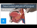 Tongue: nerve supply, arteries and veins (preview) - Human Anatomy | Kenhub