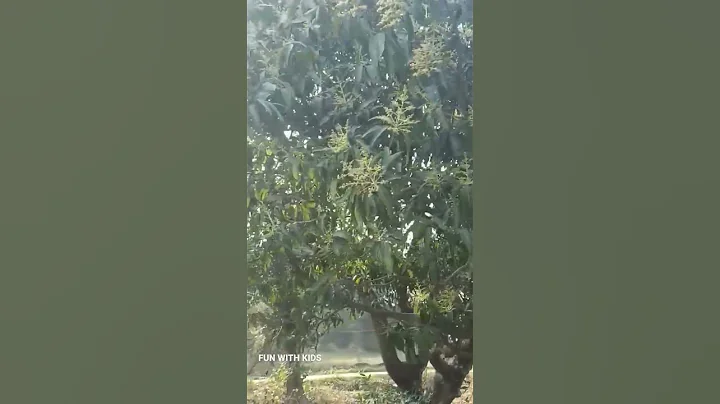 Mango Flower / Tree / Village/ India 🇮🇳 #shorts #mango #tree #flowers #vlog #ashortaday #youtube - DayDayNews