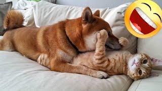 Pets Funniest Moments: funniest Dogs & Cats by Animals Fun Time 1,630 views 2 weeks ago 9 minutes, 9 seconds