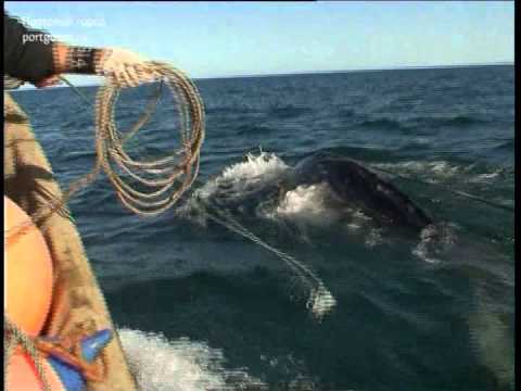 подводная охота на кита