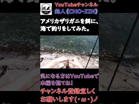 アメリカザリガニを餌に海で釣りをしてみた。２ ＃shorts
