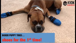 Boxer Puppy Tries SHOES for the 1st Time (Reno is only 1, give him a break!)