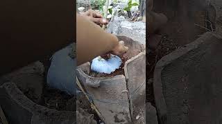 Penanaman hasil cangkok Anting putri💪#bonsai#antingputri#shorts#sisho_bonsai_86