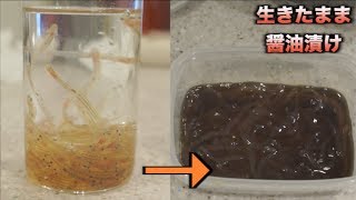 醤油を泳ぐ！！大量の白魚を醤油漬けにして食う！！