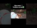 Çöp öğütücü tavuklar #bahçe #tavuk #tavuklar #chicken #artık #geridönüşüm #doğal #gübre #hayvan