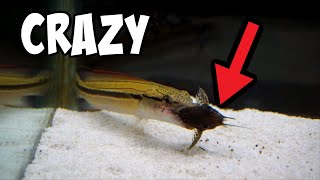 PIKE CICHLID Nearly Eats Catfish WHOLE