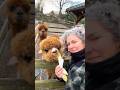 ALPACA LACA LACA FRIENDS OF EMUS FLOKI ECHO Animals Alpaca Emu Birds mp3