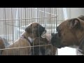 Cute 4 Week Old Boxer Puppies With Moma