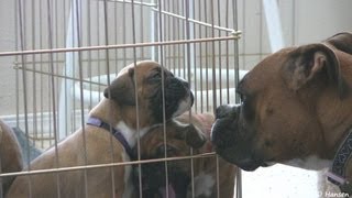 Cute 4 Week Old Boxer Puppies With Moma