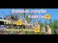 Голуби бойные ленинаканцы такла азиаты Doves fighting Leninakans takla asians