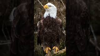 choose your favourite Eagles picture