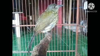 Masteran burung cucak rawis ||bayeman