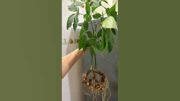 🍀👍190gr 3 củ sâm cực già mắt sâu rõ từ gốc đến ngọn.