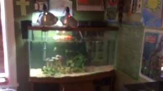 My soft shell turtle tank