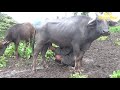 buffalo/cow mix farm// The rain season //rural village nepal//