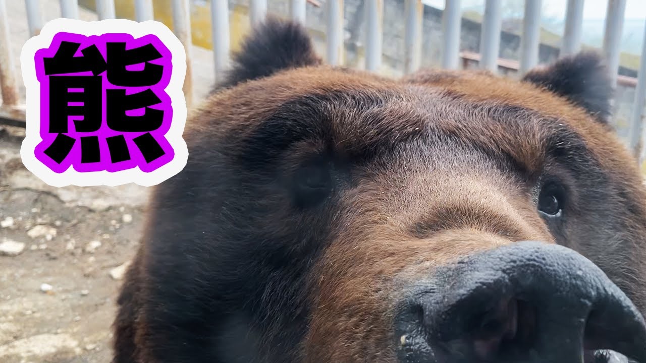 【大型アンモ修復】２年以上放置していた３０キロ超『パキディスカス・ジャポニクス』を修復。後半は、登別クマ牧場の子熊が可愛すぎる！！＃熊＃大型アンモナイト＃登別クマ牧場