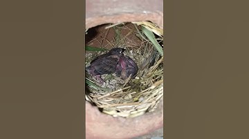 Java bird 🕊️ Chick #a1parrot #shorts