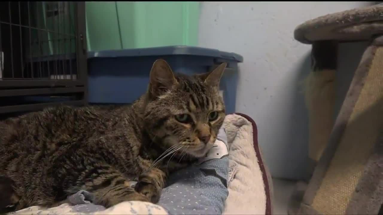 Halfway Home Pet Rescue Gifted $100,000 Grant