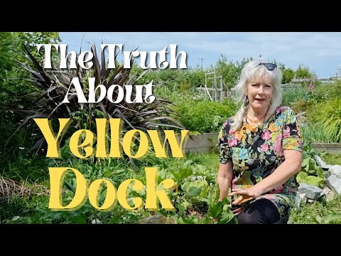 Video: What Is Yellow Dock - Lär dig hur du odlar Yellow Dock-örter i din trädgård