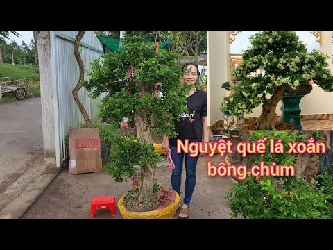 Video Nguyệt quế lá xoắn bông chùm thành phẩm- Chào bán... - youtube