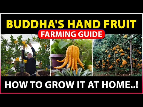 वीडियो: क्या है बुद्ध के हाथ का फल - जानें बुद्ध के हाथ के फल उगाने के बारे में