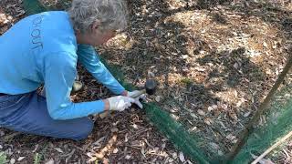 Netting Fruit Trees: An Easy and Inexpensive Method