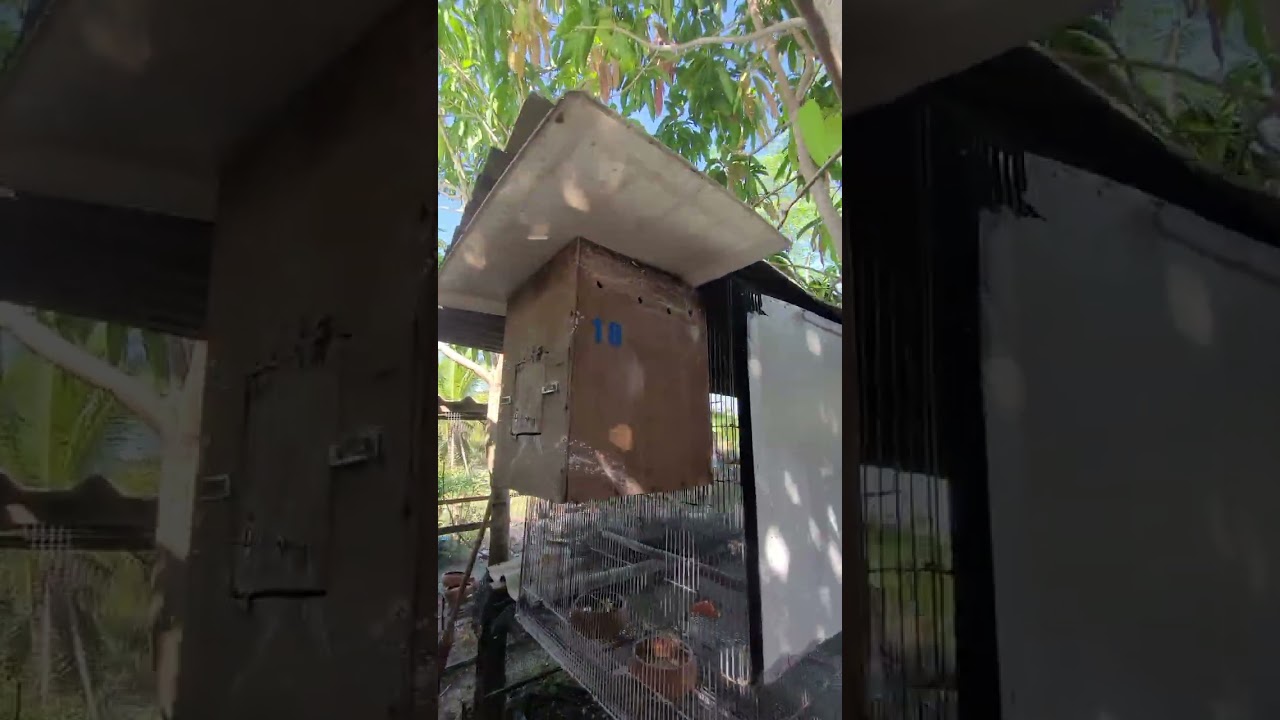 บ้านนก..วงพิณลำเพลิน..29/11/2568