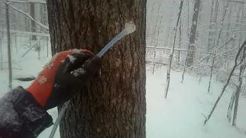 POV Maple Tree Tapping C